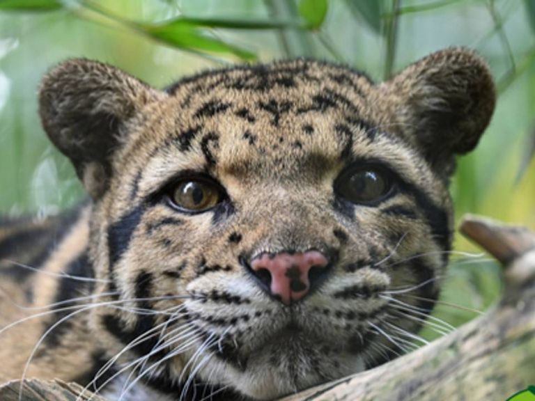 Vrouwelijke nevelpanter gestorven na aanval van mannelijke soortgenoot in dierenpark Volkel