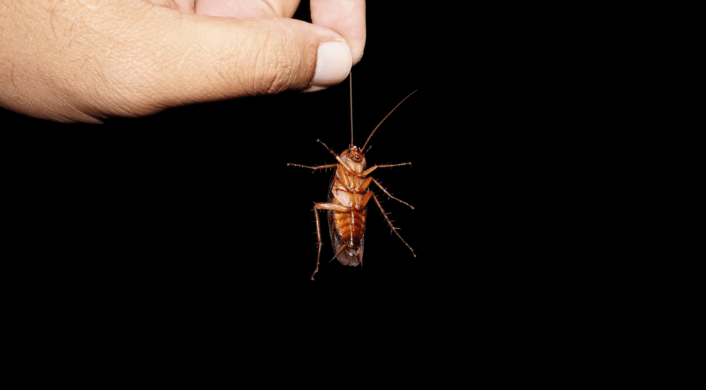 Vrouwen vinden kakkerlak in hun pizza bij restaurant in Amsterdam