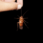 Vrouwen vinden kakkerlak in hun pizza bij restaurant in Amsterdam