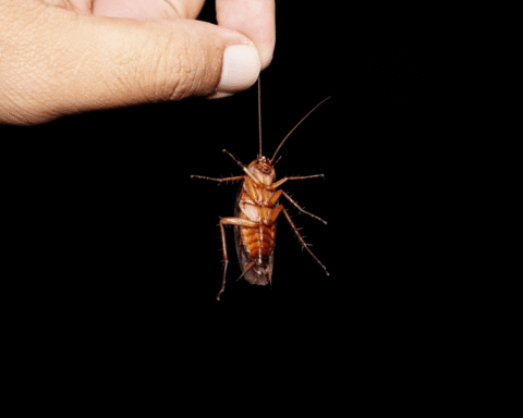 Vrouwen vinden kakkerlak in hun pizza bij restaurant in Amsterdam