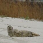 Zeehond gevonden in Amsterdam weer vrijgelaten op strand van IJmuiden