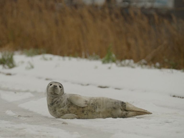 Zeehond gevonden in Amsterdam weer vrijgelaten op strand van IJmuiden