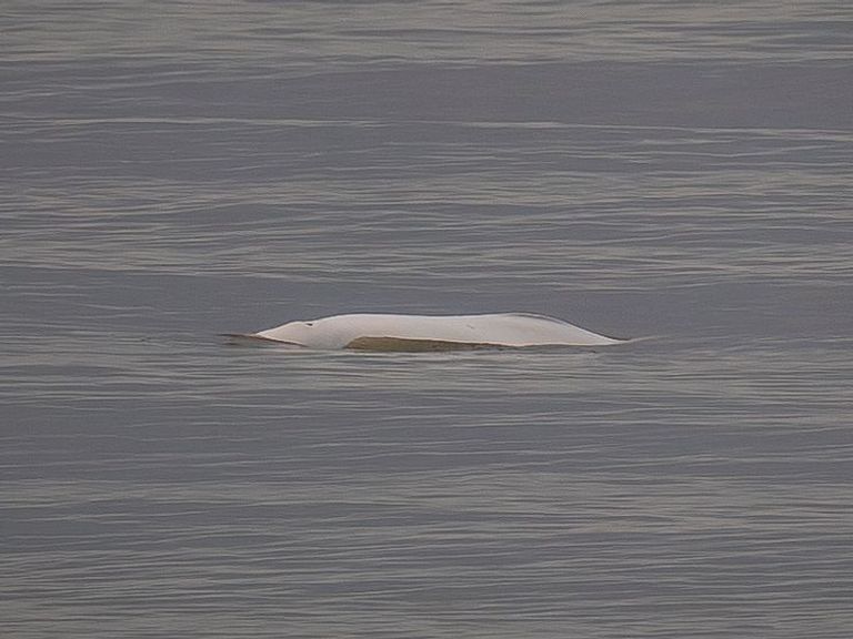 Zeldzame beloega waargenomen voor de Nederlandse kust bij Callantsoog