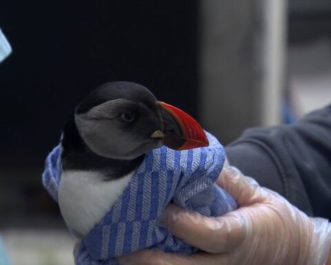 Zeldzame papegaaiduiker hersteld en weer vrijgelaten bij Cadzand