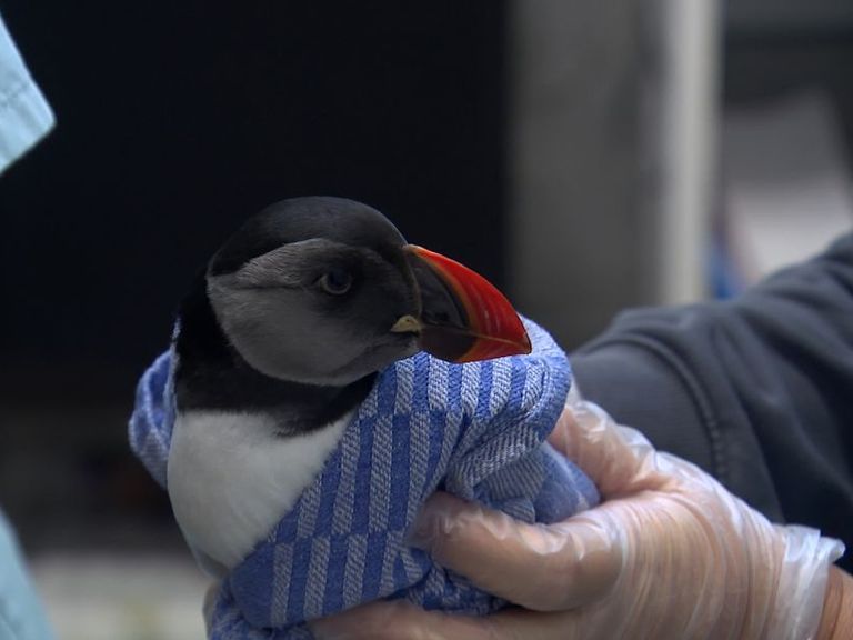 Zeldzame papegaaiduiker hersteld en weer vrijgelaten bij Cadzand