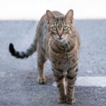 19-jarige vrouw krijgt tbs voor mishandelen en doden van katten en egels in Hilversum