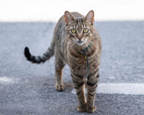 19-jarige vrouw krijgt tbs voor mishandelen en doden van katten en egels in Hilversum