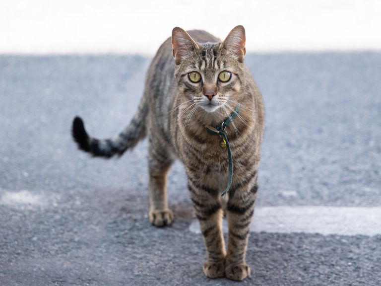 19-jarige vrouw krijgt tbs voor mishandelen en doden van katten en egels in Hilversum