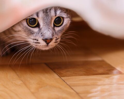 19-jarige vrouw veroordeeld voor het martelen en doden van katten en egels in Hilversum