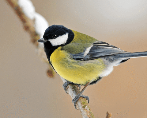 1,9 miljoen tuinvogels geteld tijdens jaarlijkse telling; grote tit für het eerst de meest gespotte soort