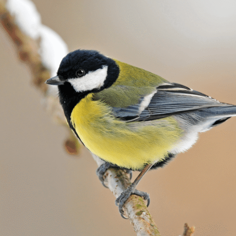 1,9 miljoen tuinvogels geteld tijdens jaarlijkse telling; grote tit für het eerst de meest gespotte soort