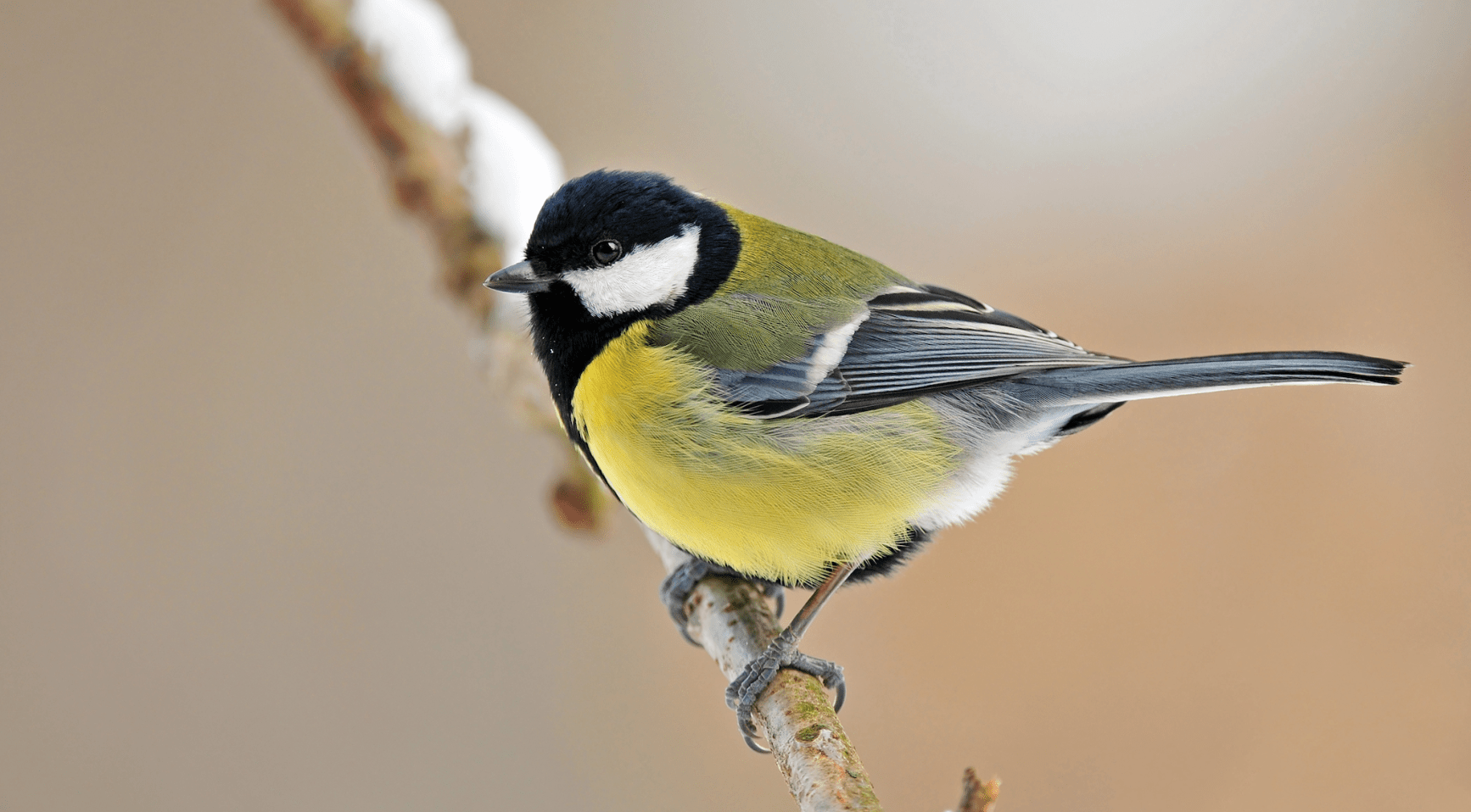 1,9 miljoen tuinvogels geteld tijdens jaarlijkse telling; grote tit für het eerst de meest gespotte soort