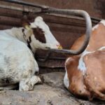 38 verwaarloosde koeien in beslag genomen van veehouder in Noord-Holland