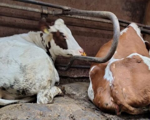 38 verwaarloosde koeien in beslag genomen van veehouder in Noord-Holland