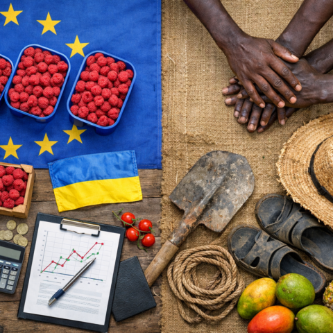 Oekraïense frambozen stabiliseren Europese markt, Rusland wendt zich tot Afrikaanse arbeidskrachten