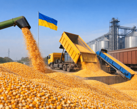 Oekraïne stabiliseert Europese voermarkt met recordexport maïs