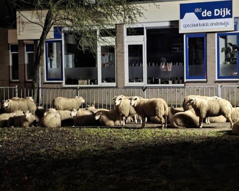Agenten vangen vijftig ontsnapte schapen in Wageningen
