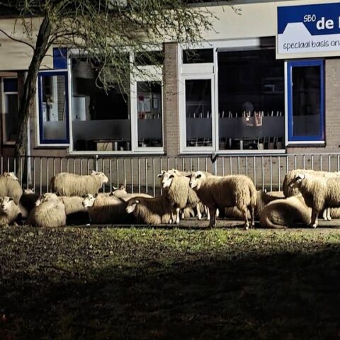 Agenten vangen vijftig ontsnapte schapen in Wageningen