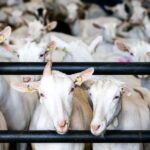 Gelderse gemeenten negeren gezondheidsadviezen en bouwen woningen nabij geitenhouderijen