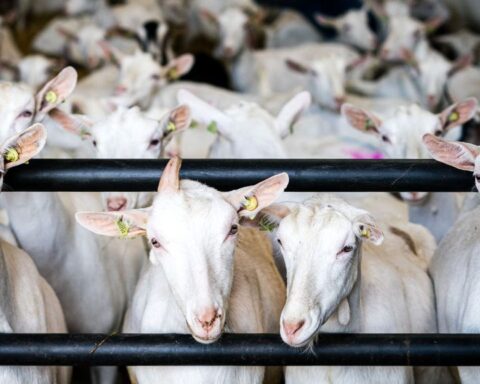 Gelderse gemeenten negeren gezondheidsadviezen en bouwen woningen nabij geitenhouderijen