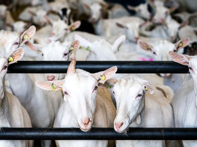 Gelderse gemeenten negeren gezondheidsadviezen en bouwen woningen nabij geitenhouderijen