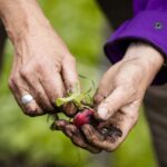 Gemeente Veere controleert alle volkstuinen op PFAS na verhoogde waarden in Koudekerke