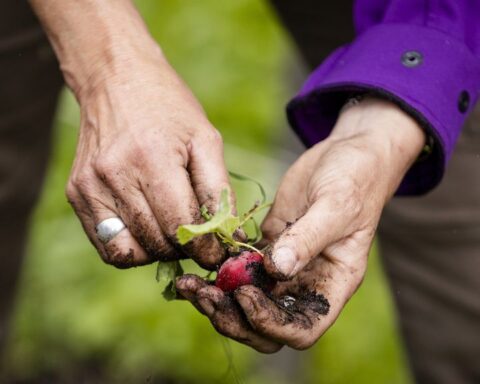 Gemeente Veere controleert alle volkstuinen op PFAS na verhoogde waarden in Koudekerke