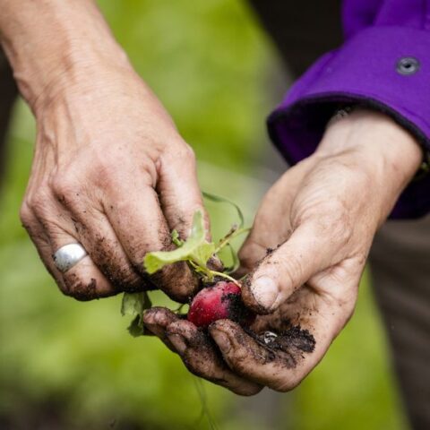Gemeente Veere controleert alle volkstuinen op PFAS na verhoogde waarden in Koudekerke