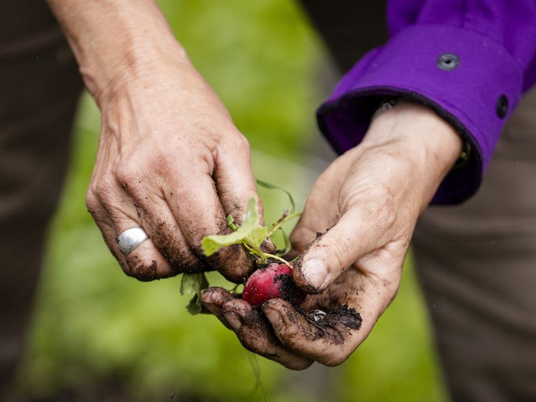 Gemeente Veere controleert alle volkstuinen op PFAS na verhoogde waarden in Koudekerke
