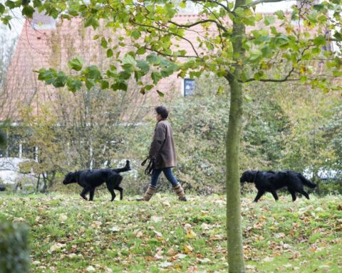 Het gevoel van verlies bij sluiting van supermarkten, ondanks voldoende auto’s in Nederland