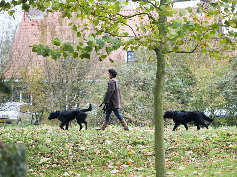 Het gevoel van verlies bij sluiting van supermarkten, ondanks voldoende auto’s in Nederland