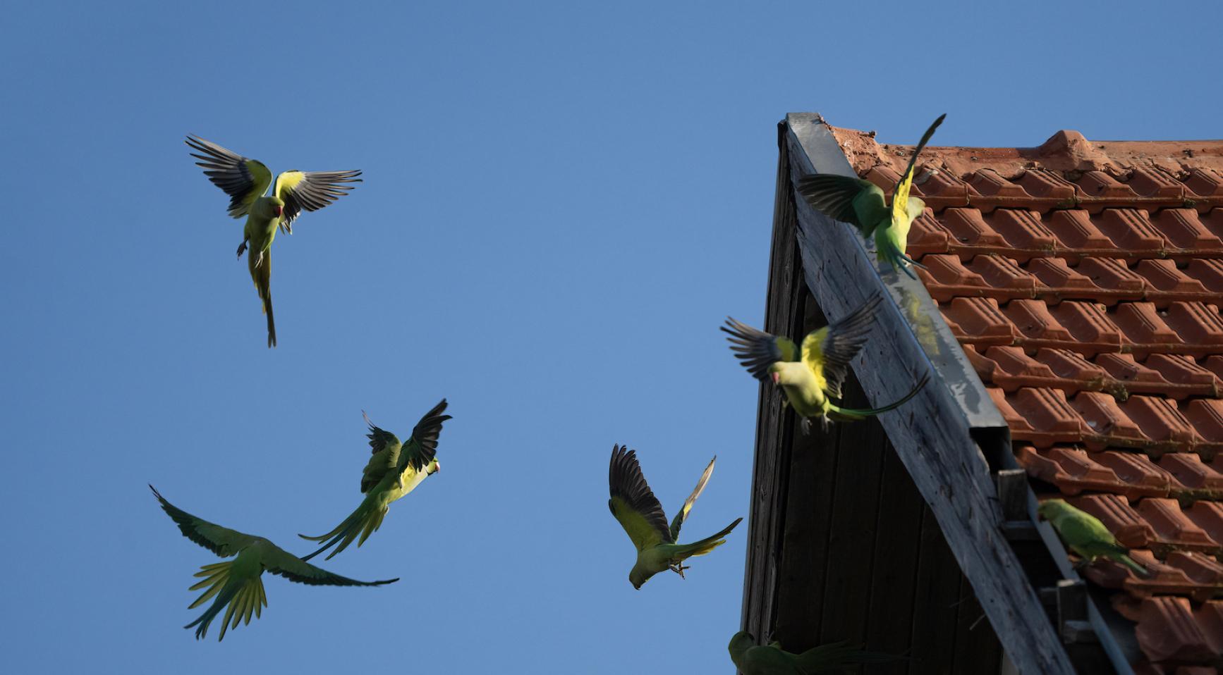Honderden parkieten beschadigen kabels en gevels in het Binnenhof