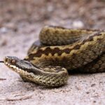 Jonge mannelijke adders moeten adderpopulatie op Wolfhezerheide herstellen