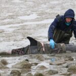 Levende dolfijn aangespoeld op het wad bij Wierum in Friesland