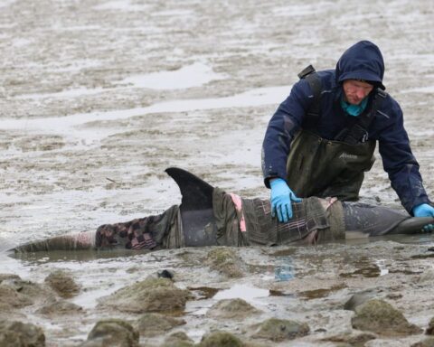Levende dolfijn aangespoeld op het wad bij Wierum in Friesland