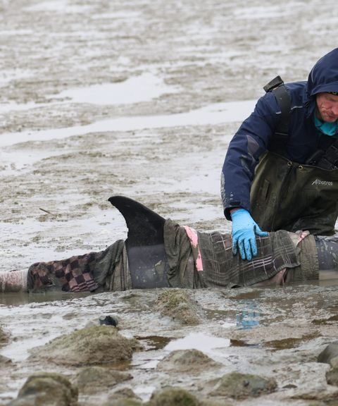 Levende dolfijn aangespoeld op het wad bij Wierum in Friesland