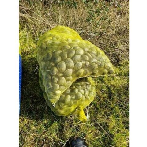 Mannen betrapt op illegale vangst van 158 kilo tapijtschelpen in Zeeland