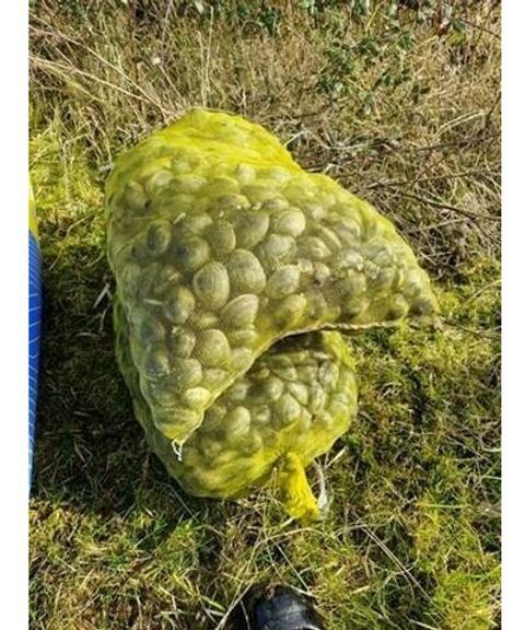 Mannen betrapt op illegale vangst van 158 kilo tapijtschelpen in Zeeland