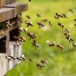 Mijten die bijenpopulaties bedreigen naderen Nederland, waarschuwen onderzoekers