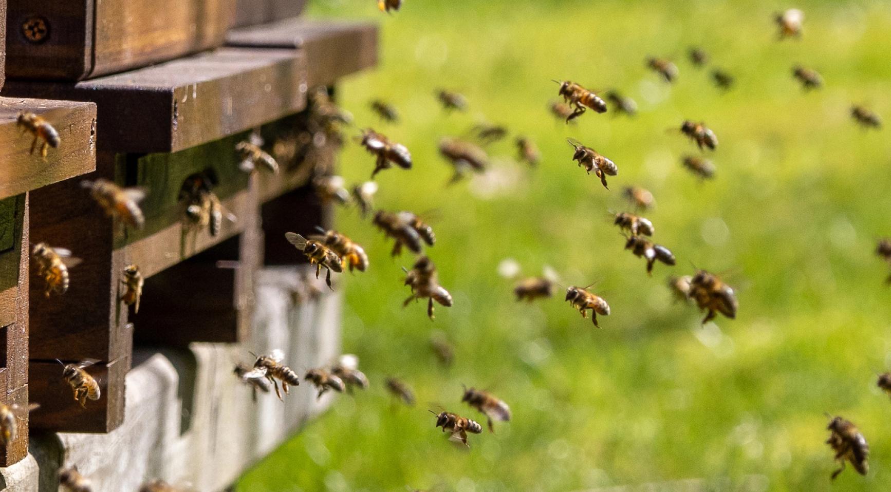 Mijten die bijenpopulaties bedreigen naderen Nederland, waarschuwen onderzoekers