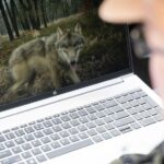 Nederland, België en Luxemburg bespreken uitzondering op wolvenbescherming in de EU