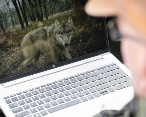 Nederland, België en Luxemburg bespreken uitzondering op wolvenbescherming in de EU