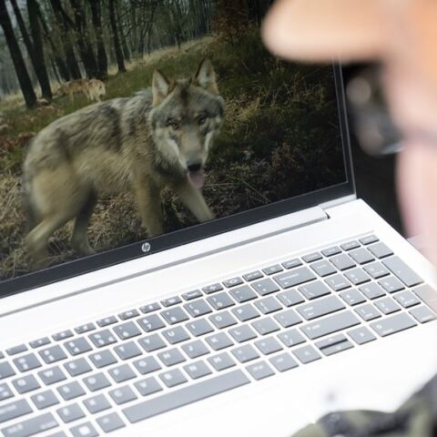 Nederland, België en Luxemburg bespreken uitzondering op wolvenbescherming in de EU