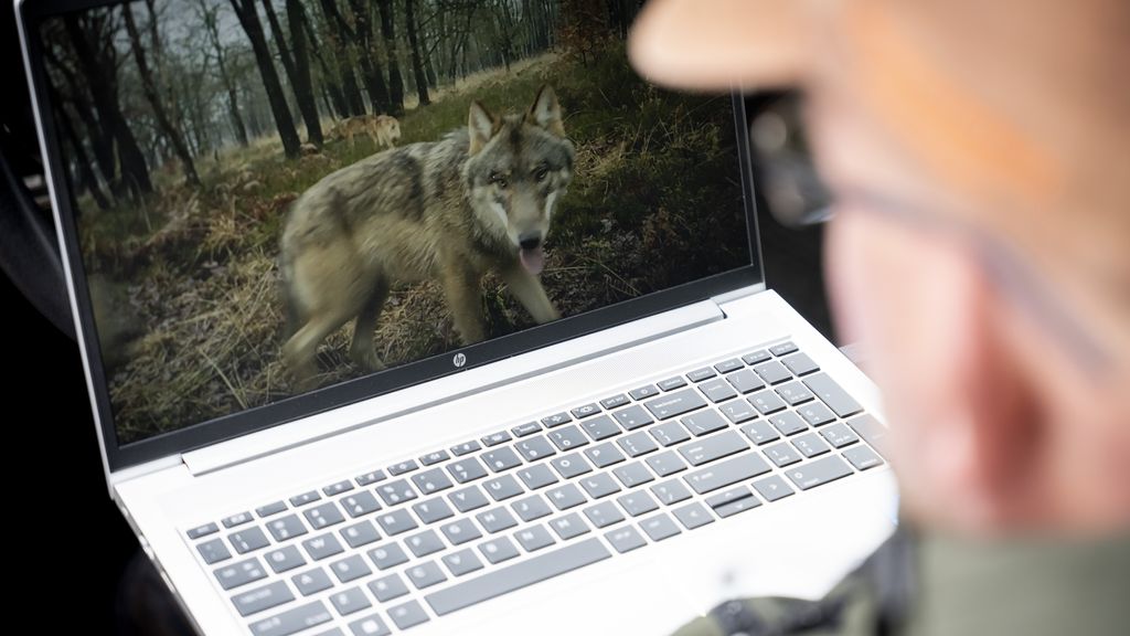 Nederland, België en Luxemburg bespreken uitzondering op wolvenbescherming in de EU