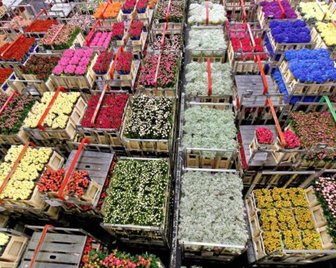 Nederlandse bloemkwekers maken op grote schaal gebruik van verboden pesticiden