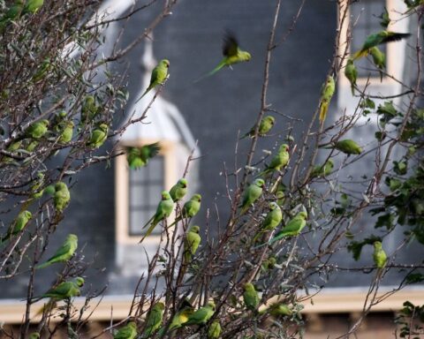 Parkieten veroorzaken gevaarlijke situatie tijdens verbouwing van het Binnenhof