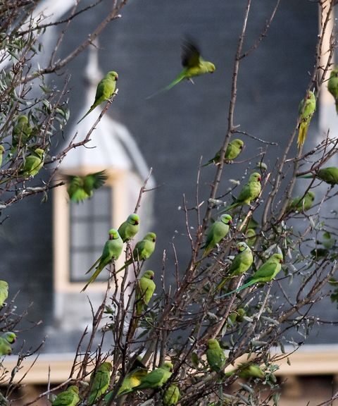 Parkieten veroorzaken gevaarlijke situatie tijdens verbouwing van het Binnenhof
