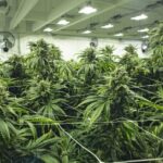 Politie ontdekt cannabisplantage onder A2-brug in Vianen