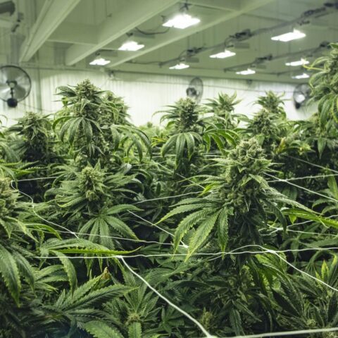 Politie ontdekt cannabisplantage onder A2-brug in Vianen