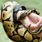 Rechtbank in Gelderland zegt man met 60 slangen dat hij huurwoning moet verlaten